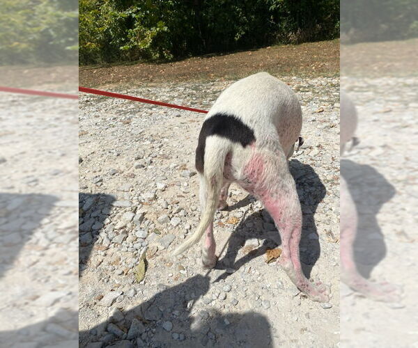 Medium Photo #9 Mutt Puppy For Sale in White Bluff, TN, USA