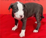 Puppy 6 American Pit Bull Terrier