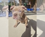 Puppy Puppy 2 American Bully