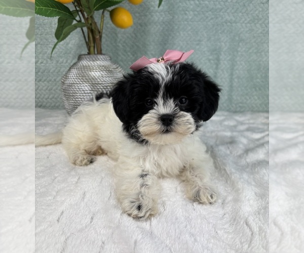 Medium Photo #2 ShihPoo Puppy For Sale in FRANKLIN, IN, USA