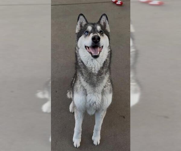 Medium Photo #4 Siberian Husky-Unknown Mix Puppy For Sale in Chula Vista, CA, USA