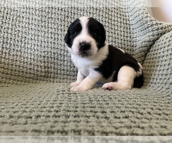 Medium Photo #3 Saint Berdoodle Puppy For Sale in ELK RIVER, MN, USA