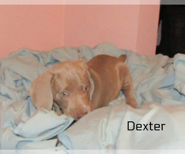 Medium Photo #3 Weimaraner Puppy For Sale in LAS ANIMAS, CO, USA
