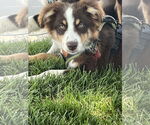 Small #4 Australian Shepherd