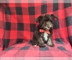 Small #2 Schnauzer (Miniature)