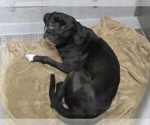 American Pit Bull Terrier Dogs for adoption in Orange, CA, USA