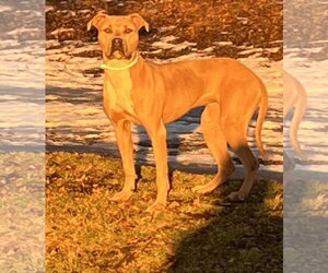 Tip - Female American Bulldog-Unknown Mix Dog for Adoption - Photo #2