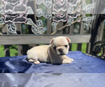 Small Photo #10 French Bulldog Puppy For Sale in SIOUX FALLS, SD, USA