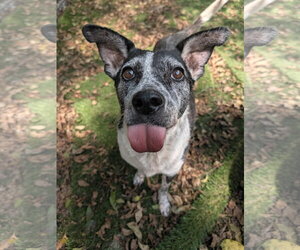 Catoosa - Female Mutt Dog for Adoption - Photo #4