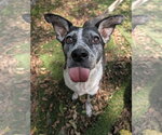 Small Photo #4 Mutt Puppy For Sale in Calhoun, GA, USA