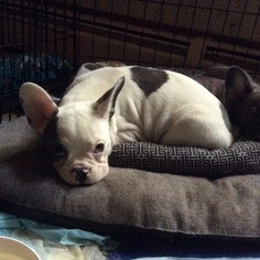 French Bulldog Puppy for sale in WALWORTH, NY, USA