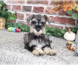 Schnauzer (Miniature) Puppy for sale in SYRACUSE, IN, USA