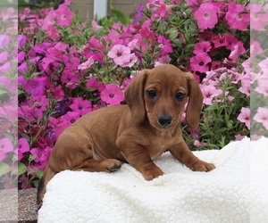 Dachshund Puppy for sale in FREDERICKSBURG, OH, USA