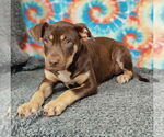 Small #5 American Pit Bull Terrier-Labrador Retriever Mix