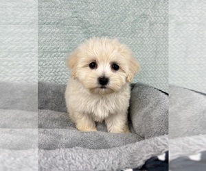 Maltipoo Puppy for sale in FRANKLIN, IN, USA