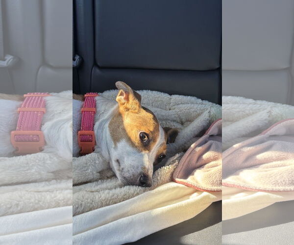 Medium Photo #4 Rat Terrier-Unknown Mix Puppy For Sale in Davis, CA, USA