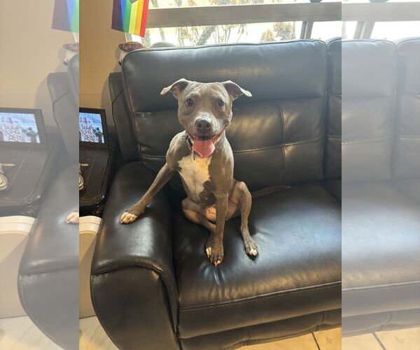 Medium Photo #1 Mutt Puppy For Sale in Orlando, FL, USA