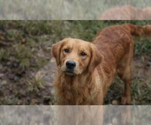 Father of the Golden Retriever puppies born on 12/26/2024