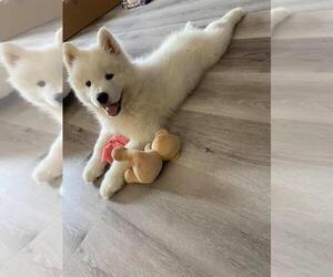 Samoyed Puppy for sale in SAN JOSE, CA, USA