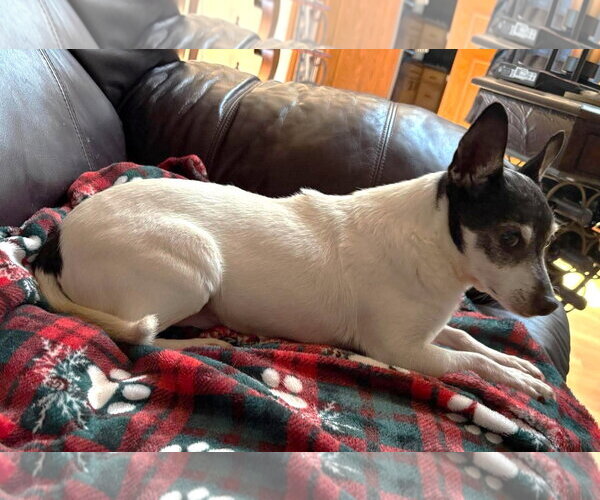 Medium Photo #14 Chihuahua-Unknown Mix Puppy For Sale in Boonton, NJ, USA
