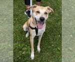 Small #9 Labrador Retriever Mix