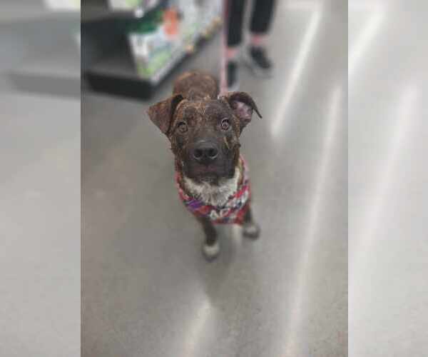 Medium Photo #9 Labrador Retriever-Plott Hound Mix Puppy For Sale in Minneapolis, MN, USA