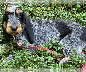 Mother of the Blue Gascony Griffon puppies born on 06/16/2025