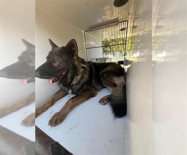 Medium Photo #1 German Shepherd Dog-Unknown Mix Puppy For Sale in Houston, TX, USA