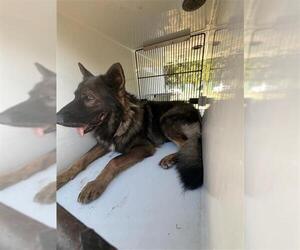 German Shepherd Dog-Unknown Mix Dogs for adoption in Houston, TX, USA