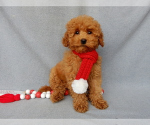 Goldendoodle (Miniature) Puppy for sale in MILLERSBURG, OH, USA