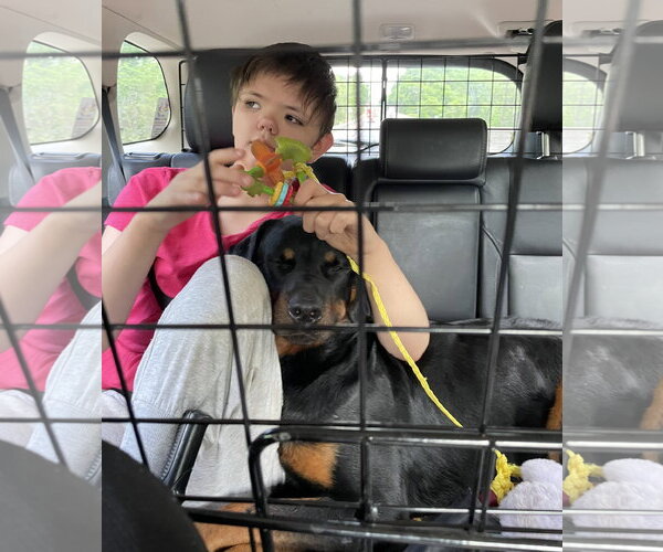 Medium Photo #3 Rottweiler Puppy For Sale in Staten Island, NY, USA
