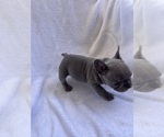Small Photo #3 French Bulldog Puppy For Sale in NORTH MYRTLE BEACH, SC, USA