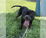 Small #2 Bulldog Mix