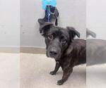 *BUBBLE POP - Male German Shepherd Dog-Unknown Mix Dog for Adoption - Small photo