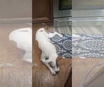 Small #4 American Pit Bull Terrier-American Staffordshire Terrier Mix