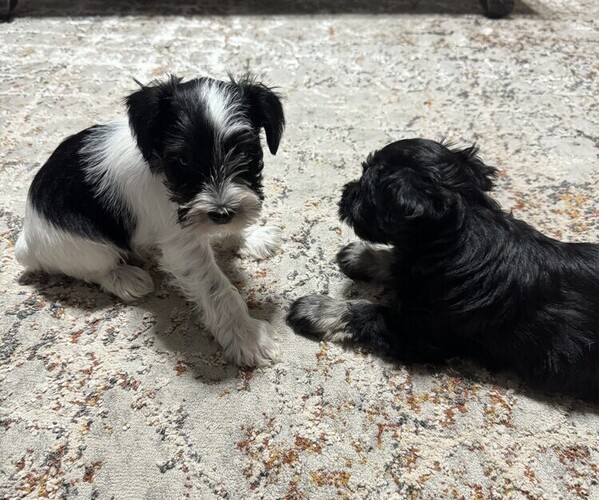 Medium Photo #1 Schnauzer (Miniature) Puppy For Sale in MOUNTAIN HOME, AR, USA