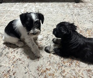 Medium Schnauzer (Miniature)