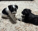 Puppy Puppy 1 Schnauzer (Miniature)