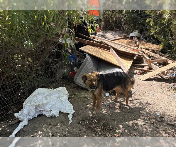 Medium Photo #1 Mutt Puppy For Sale in Stockton, CA, USA