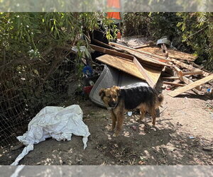 Mutt Dogs for adoption in Stockton, CA, USA