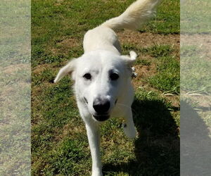 Opal - Female Great Pyrenees-Unknown Mix Dog for Adoption - Photo #6