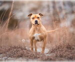 Small #2 American Staffordshire Terrier Mix