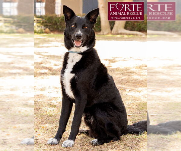 Medium Photo #3 Border Collie-Unknown Mix Puppy For Sale in Marina del Rey, CA, USA