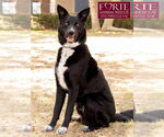 Small #2 Border Collie Mix