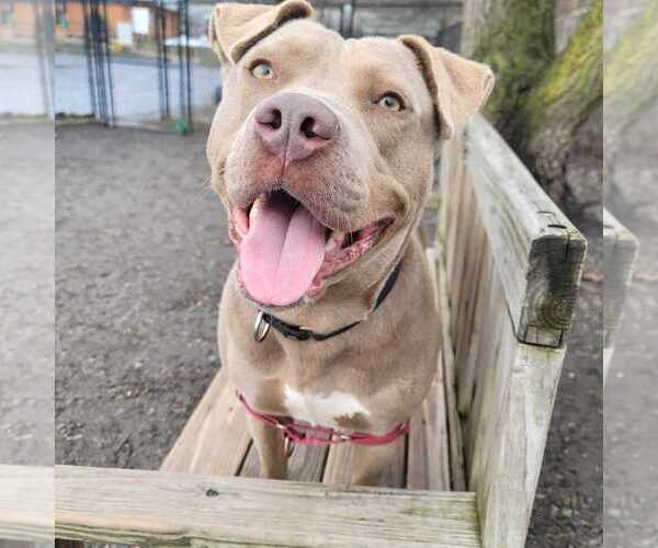 Medium Photo #16 Mutt Puppy For Sale in Elmsford, NY, USA