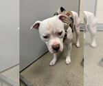 Small American Pit Bull Terrier