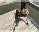 Small #16 American Pit Bull Terrier Mix