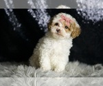 Small Photo #19 Maltipoo Puppy For Sale in WARSAW, IN, USA