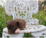 Small Photo #11 Chihuahua Puppy For Sale in HAYES, VA, USA