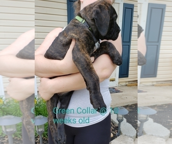 Medium Photo #5 Bullmastiff Puppy For Sale in GLEN BURNIE, MD, USA